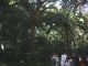 jardinbotanico6